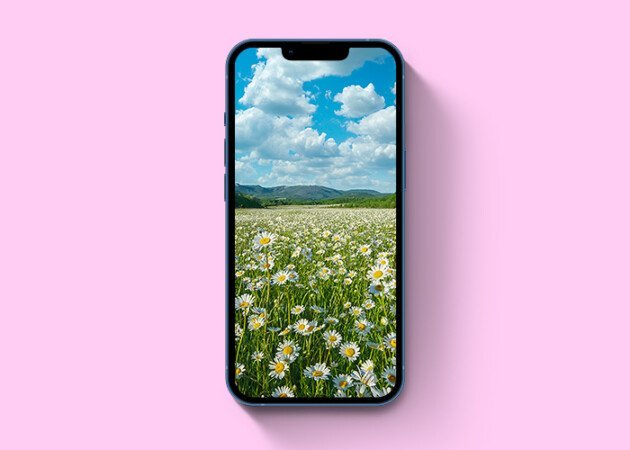 Hình nền hoa cúc mùa xuân cho iPhone