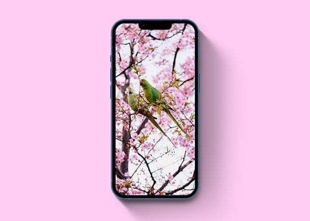 Hình nền tình yêu mùa xuân cho iPhone